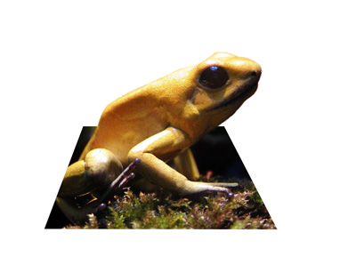 Frog Background