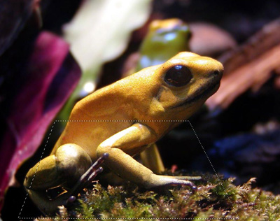 Frog Selection