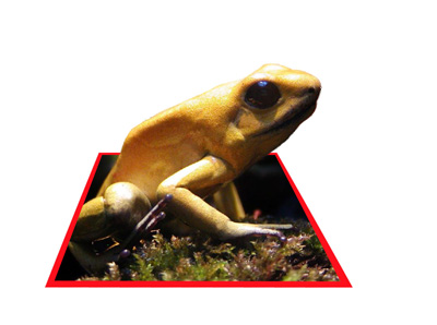 Red Border