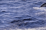 Animating a Dolphin Diving Into the Water Tutorial: Final Result