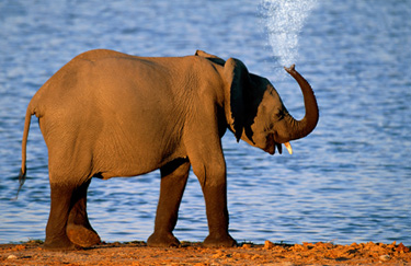 Water Shower Out of an Elephants Trunk
