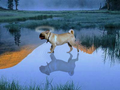 Saint Dog Tutorial (Click to enlarge)