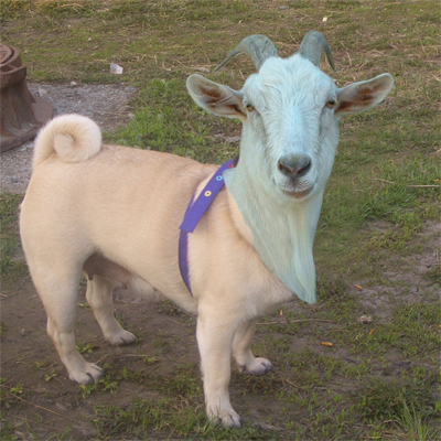 image 21