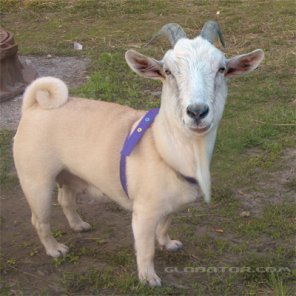 Doggygoat Photo Montage