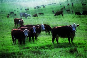 Design a Rain Effect