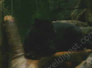 Fixing dark pictures