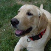 Multiply Mode in Photoshop