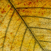 Photoshop\'s Linear Burn