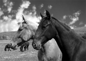 Bring the Colors to B/W