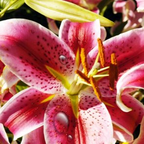 Droplets or Morning Dew