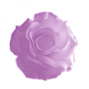 Realistic Rose Peddle