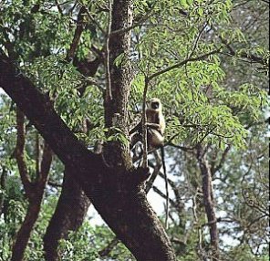 Increasing brightness