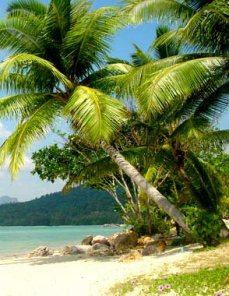 Levels Adjustment Tool