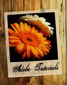 Animated Polaroid Photo Gallery