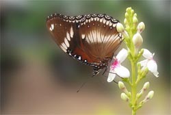 Creating dof with photoshop