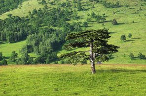 Enhance Color of Image