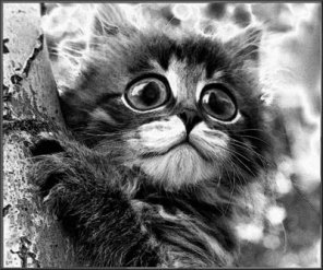 5 Steps To Create Caricature Sketch