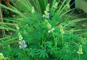 Make a Picture more Clearly