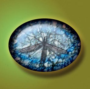 Beautiful Fossil Effect