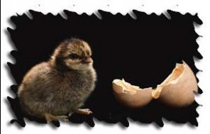 Photo Edges in Photoshop