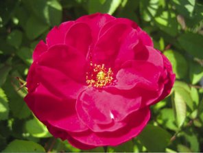 Correcting overexposed detail using channels