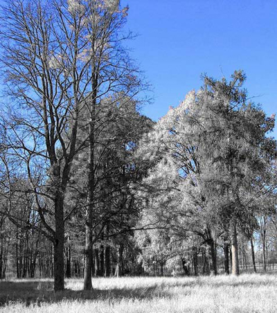Infrared Photography Tutorial - Part 1