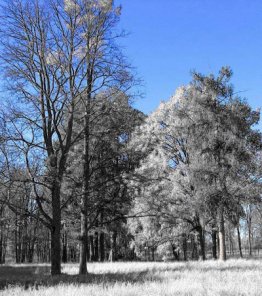 Infrared photography tutorial part 1