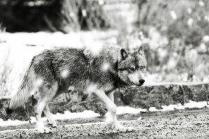 Turn a Photo into Winter Scene