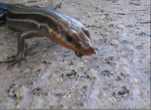 Basic Vanishing Points