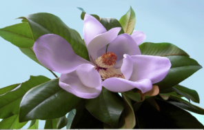 Changing Color with Selective Colors