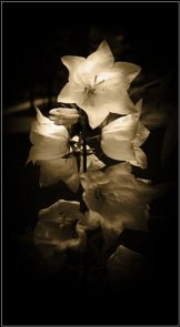 Digital painting with light