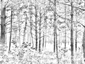 Picture to Drawing with Photoshop in less than a Minute