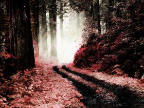 Design a dark and crimson forest scene in photoshop