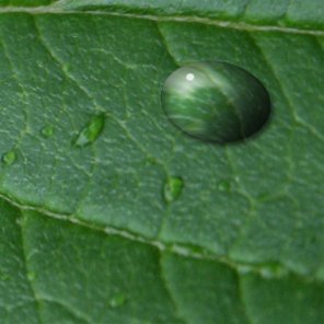 Water Drops on Leaf