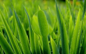 Crystal Ball Effect in Photograph