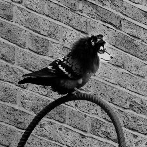 A Beginners Guide to Photo-Manipulation and Ani-Morphing