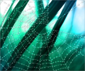 Making of an Interesting Wet Web Scene 