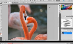 Brush tips in Photoshop CS5