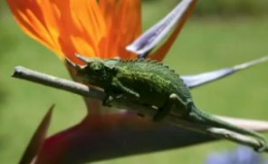 Advanced painting with pixel bender in cs5 video tuturial