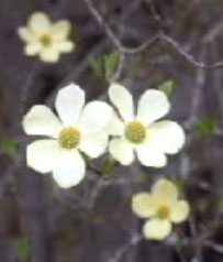 Photoshop Color Range Tool (Video Tuturial)