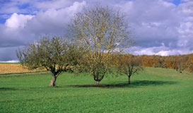 Photoshop Basics - Curves Tool (Video Tuturial)