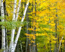 Selective Color in Photoshop (Video Tuturial)