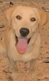 Photoshop Match Color Feature (Video Tuturial)