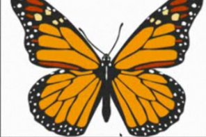 Animated Butterfly in After Effects, Part 2