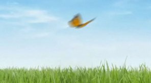 Animated Butterfly in After Effects, Part 1