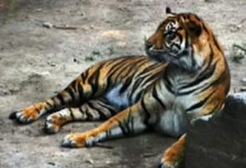 Scanlines in Photoshop(Video Tutorial)