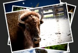 Simple Flash Click-Through Photo