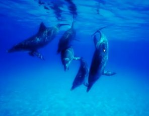 Soft  Light Effect For an Image (Video Tutorial)