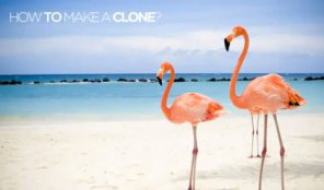 Cloning an Image (Video Tutorial)