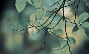 Noise Reduction in Camera Raw